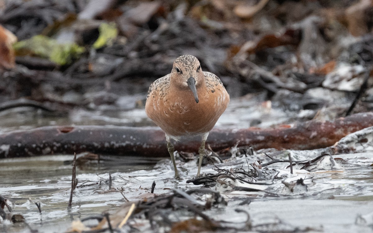 Red Knot - ML586020991
