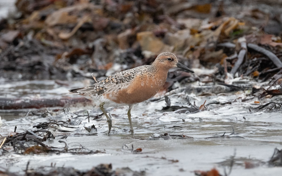 Red Knot - ML586021021