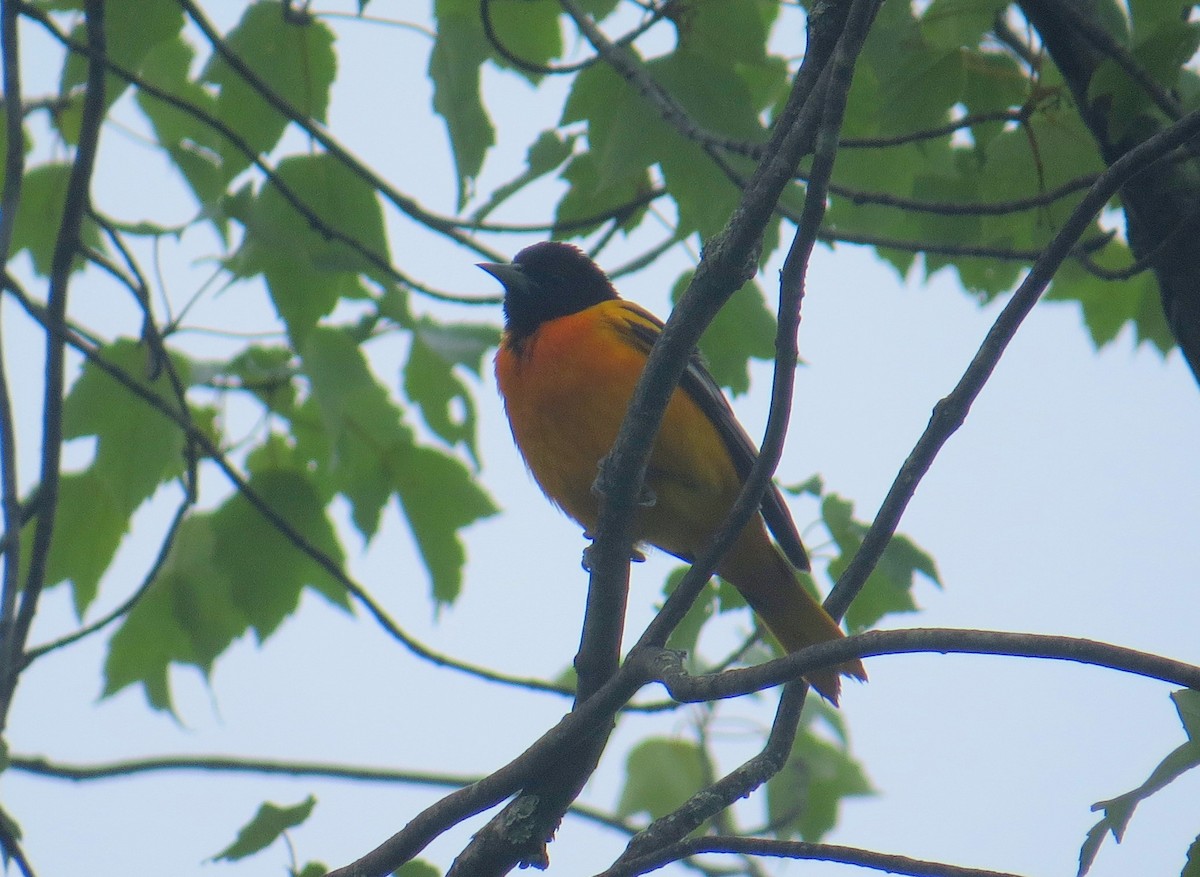 Baltimore Oriole - ML586023011