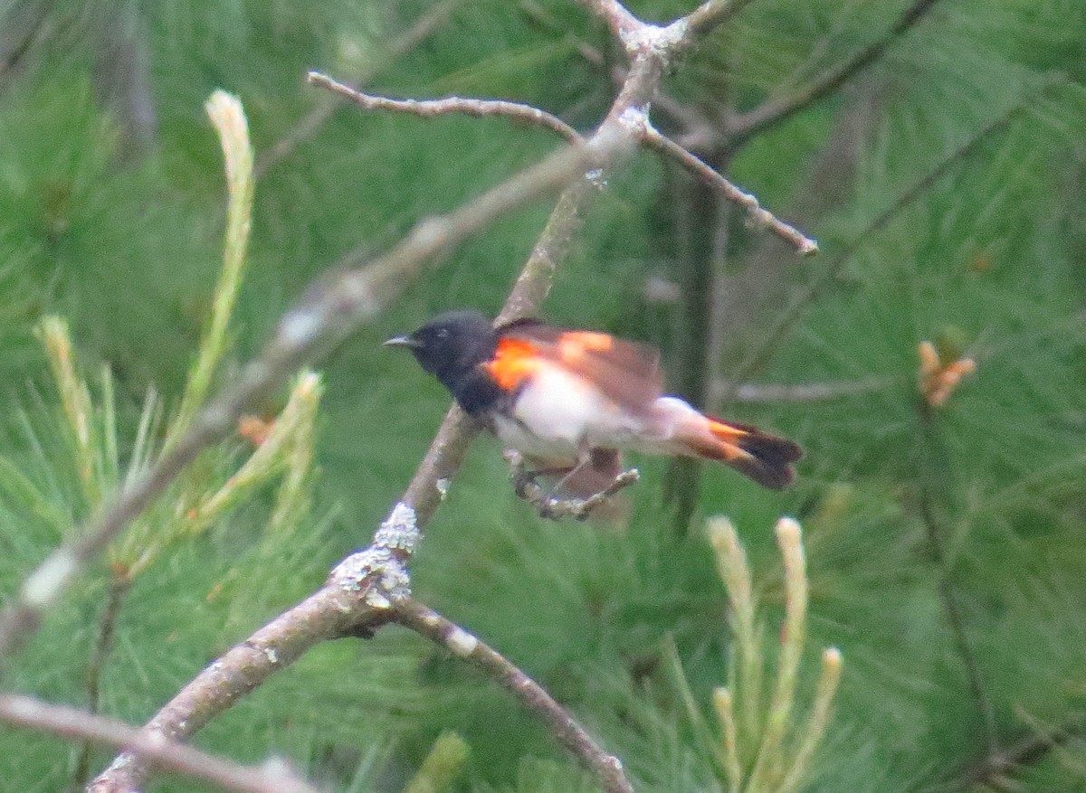 American Redstart - Sergey Pavlov