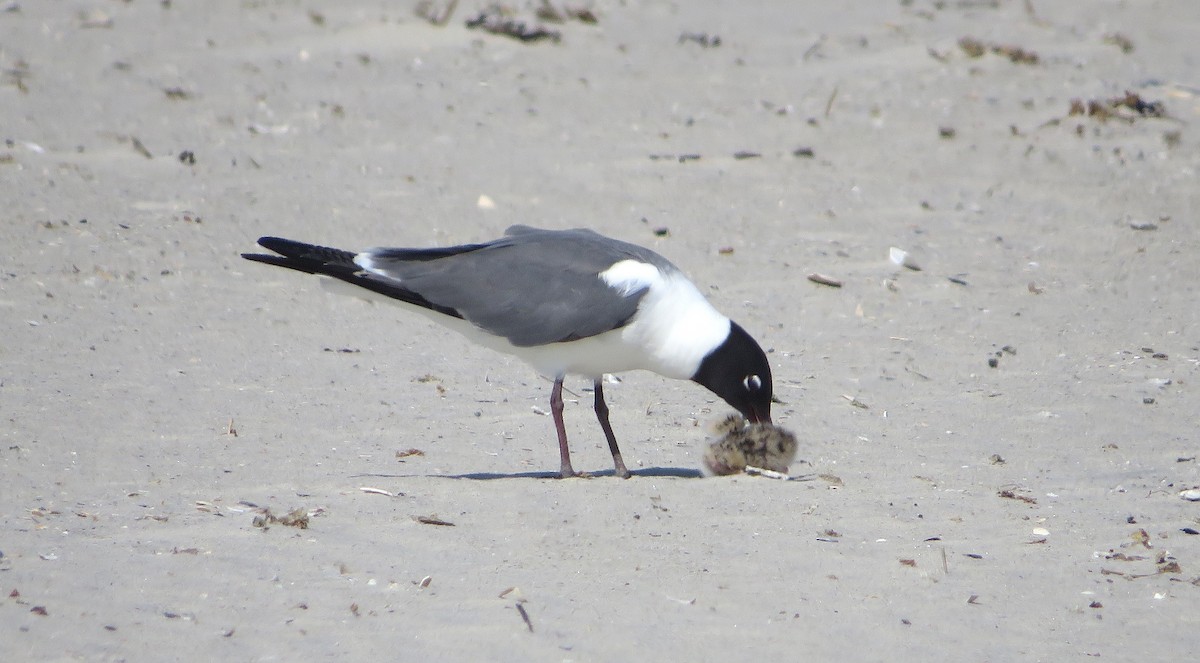 Laughing Gull - ML586023531