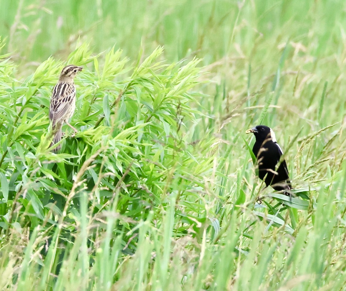 Bobolink - Charlie   Nims