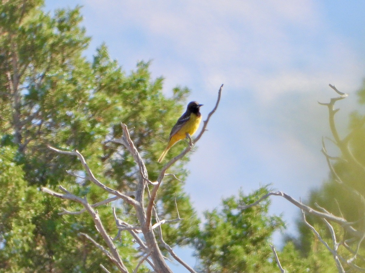 Oriole jaune-verdâtre - ML586023791