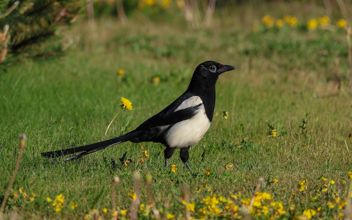 Eurasian Magpie - ML586024051