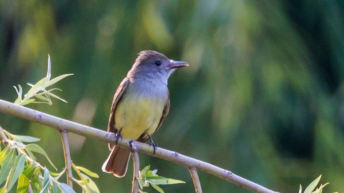 Great Crested Flycatcher - ML586025201
