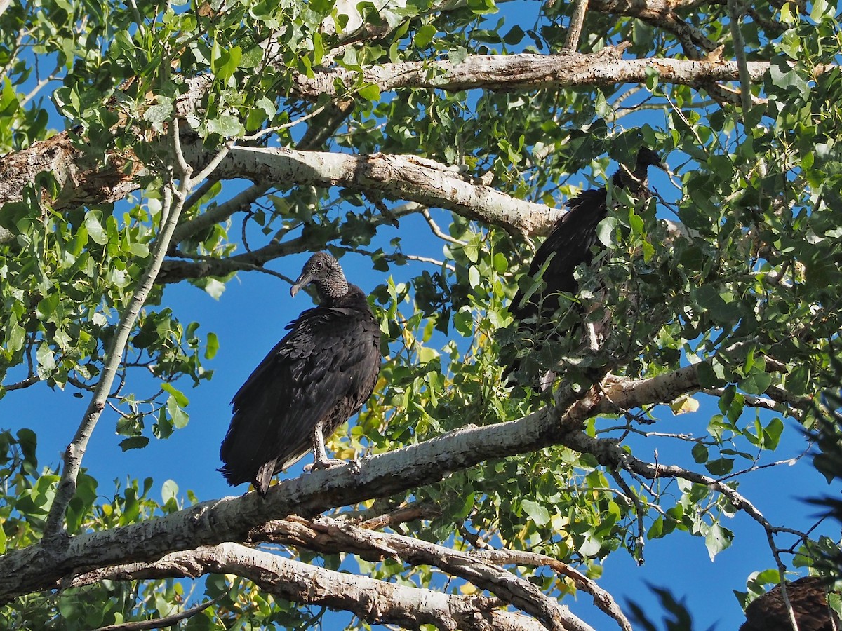 Black Vulture - Gjon Hazard