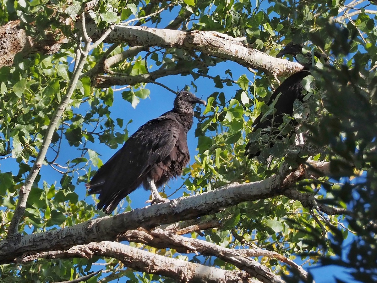 Black Vulture - Gjon Hazard