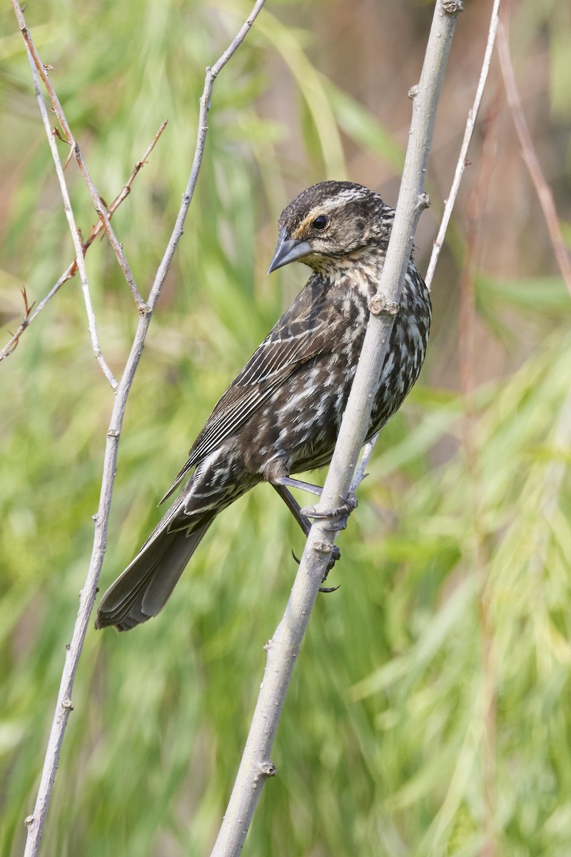 Red-winged Blackbird - ML586026931