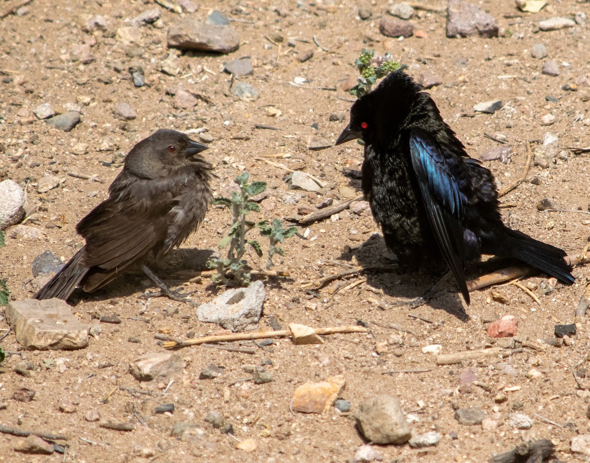 Bronzed Cowbird - Jack Maddox