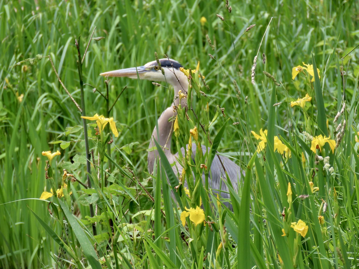 Great Blue Heron - ML586028281