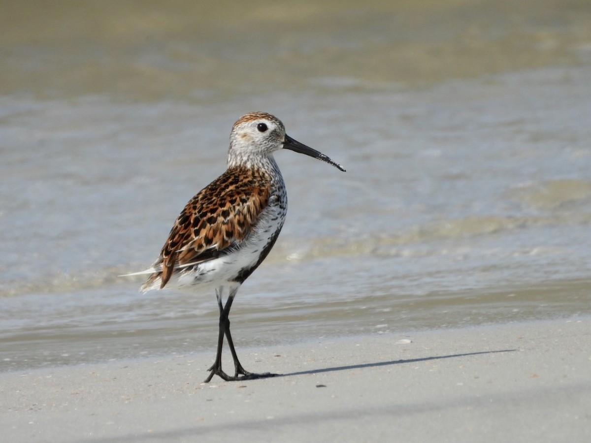 Dunlin - Walter Calhoun