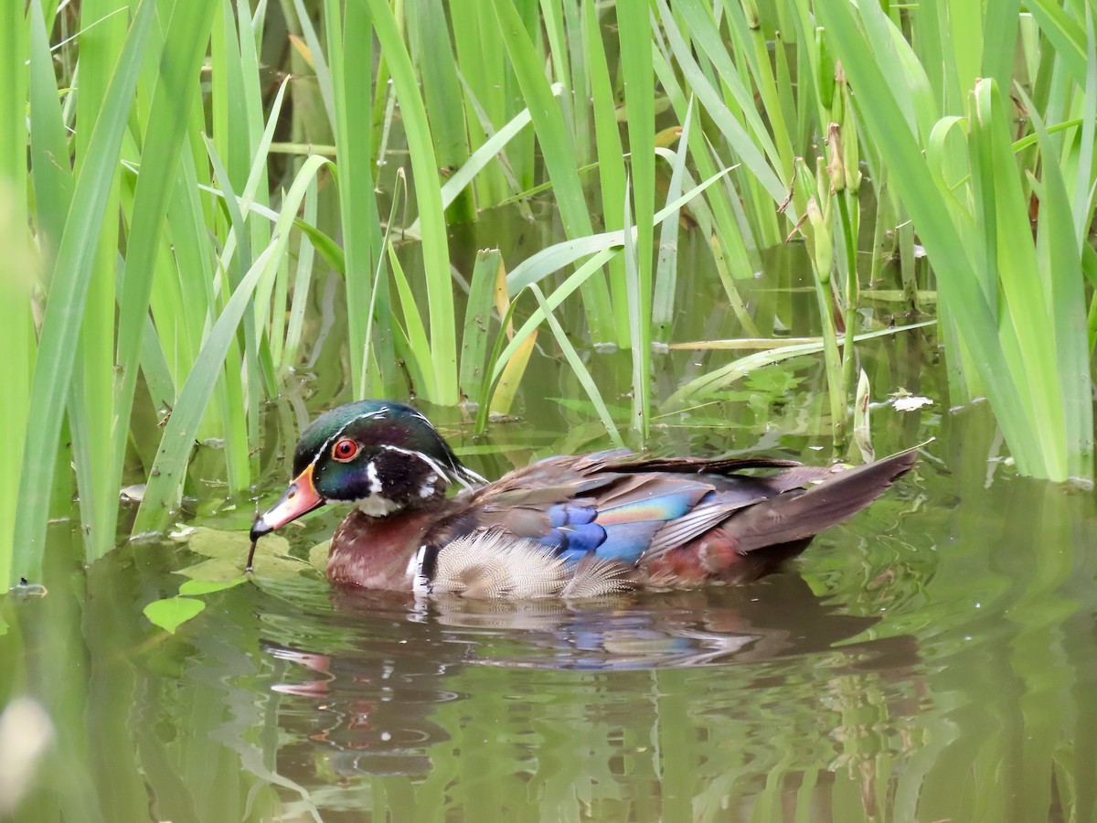 Wood Duck - ML586028471