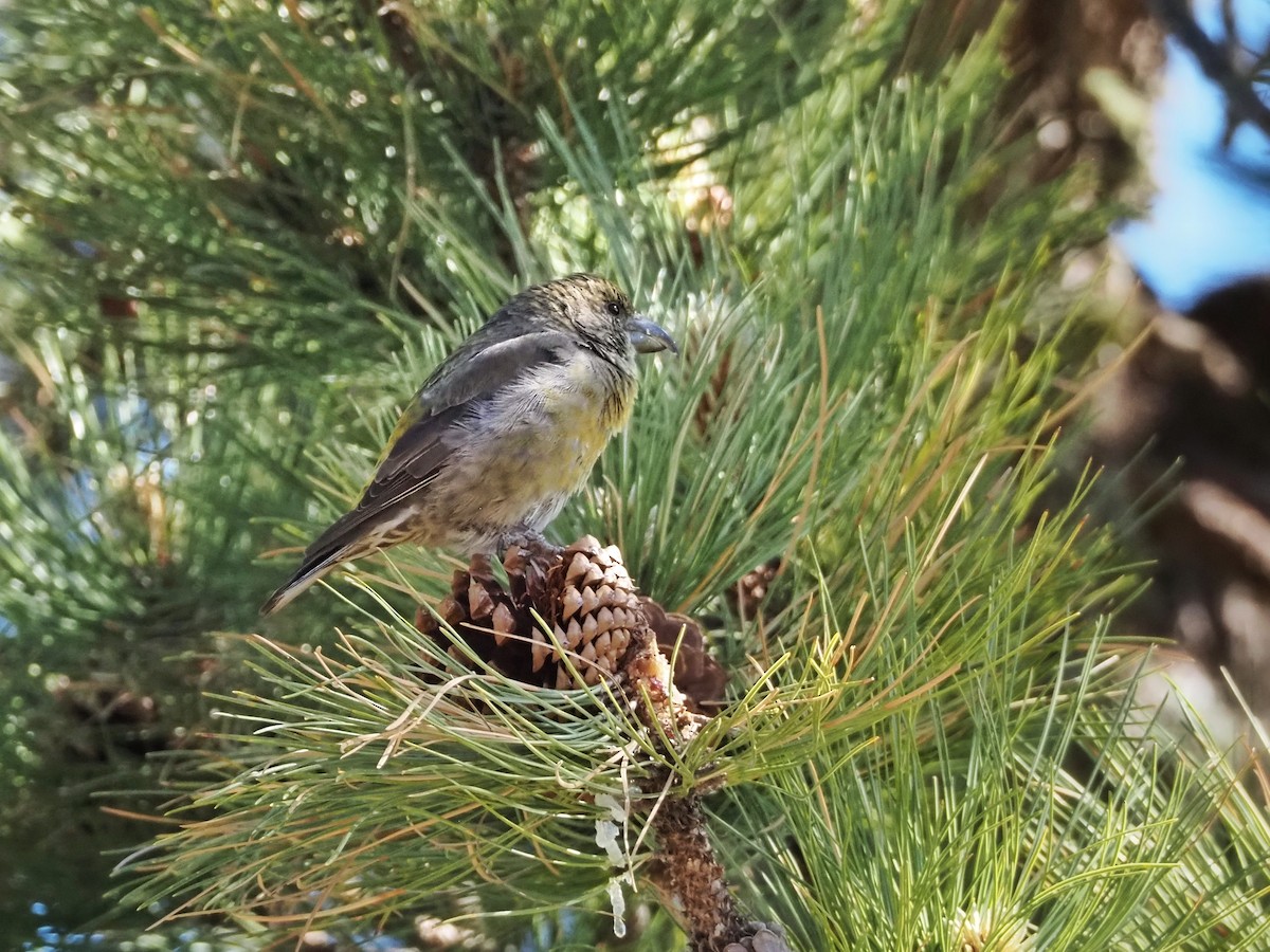 Red Crossbill (Sierra Madre or type 6) - Gjon Hazard