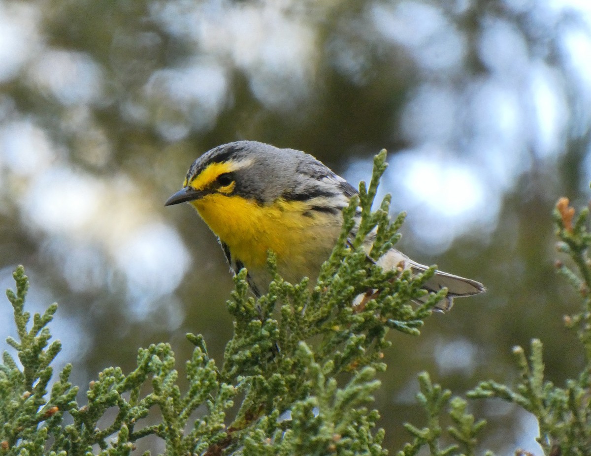 Grace's Warbler - ML586030461