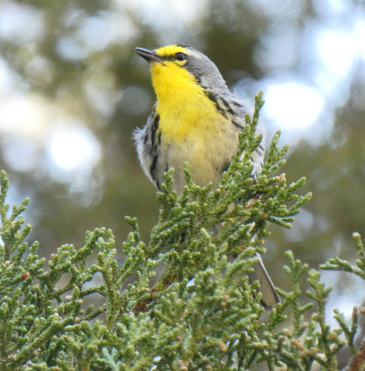 Grace's Warbler - ML586030581