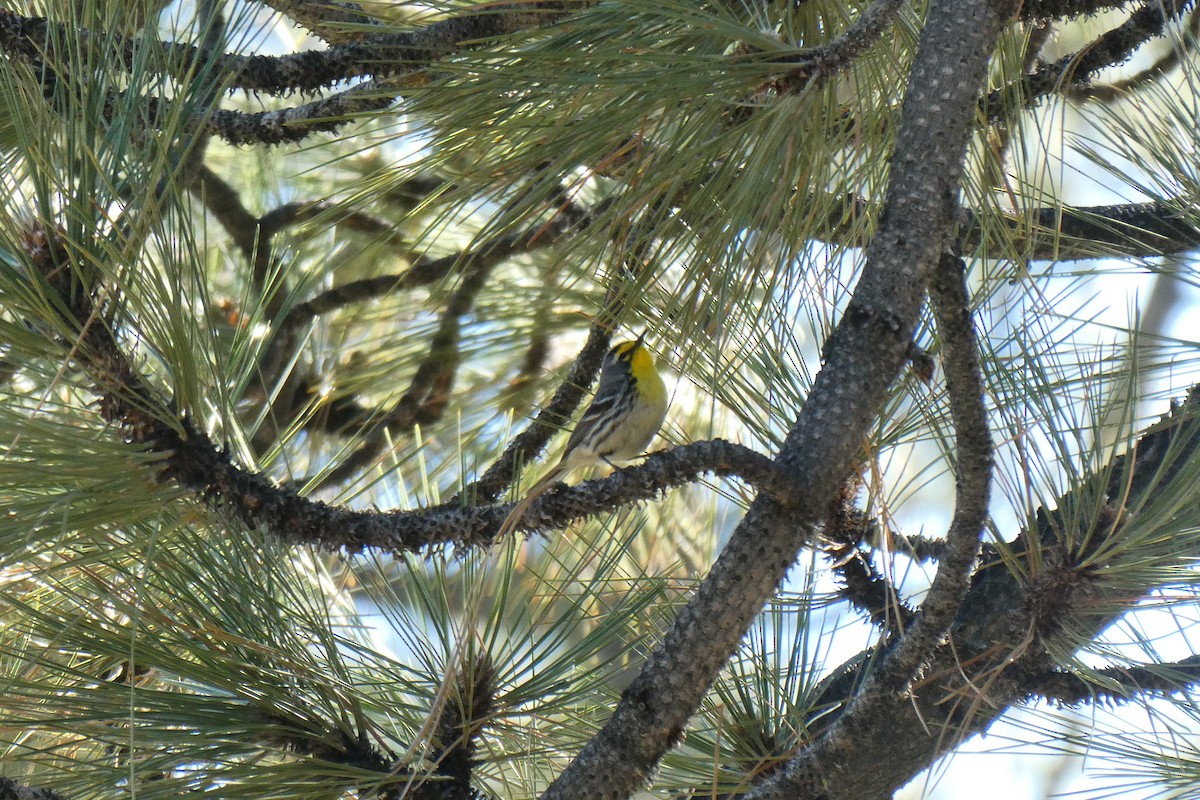 Grace's Warbler - ML586030621