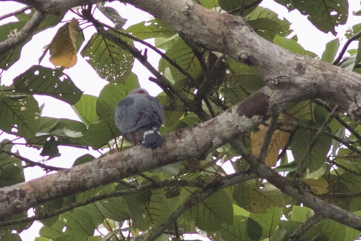 Pinon's Imperial-Pigeon - ML586030931