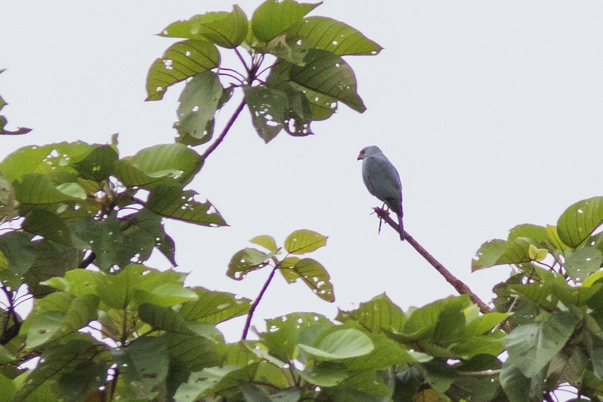 Gray-headed Goshawk - ML586031231