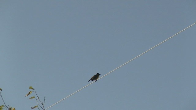 Brown-and-yellow Marshbird - ML586031901