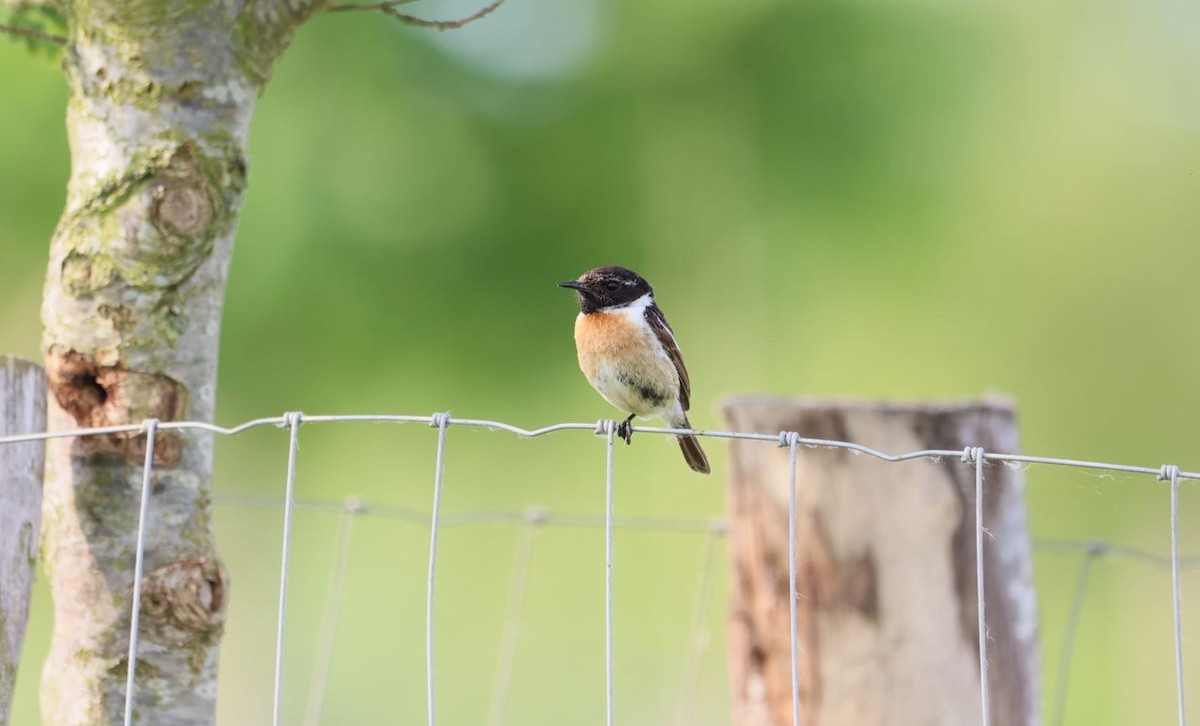 European Stonechat - ML586032211