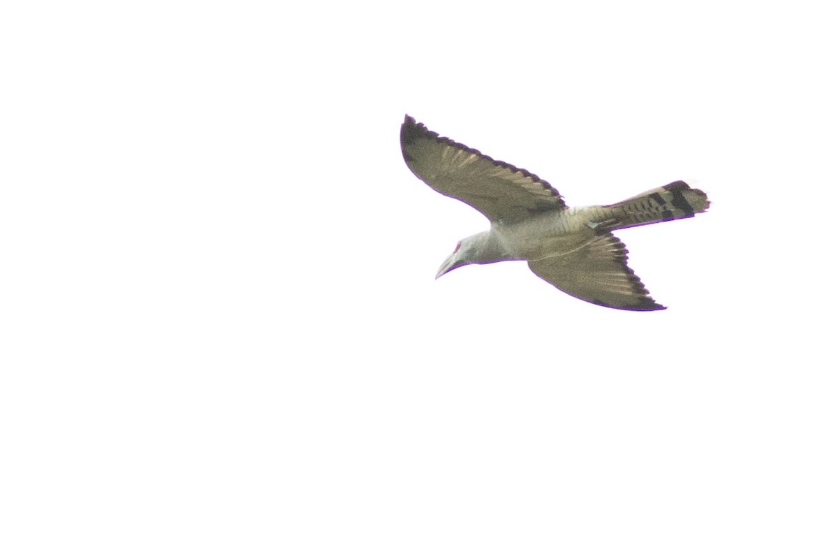 Channel-billed Cuckoo - ML586032221