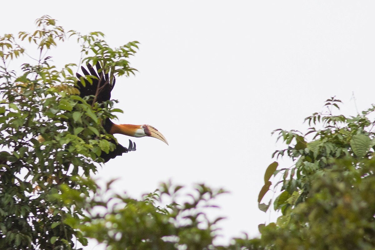 Blyth's Hornbill - ML586032311