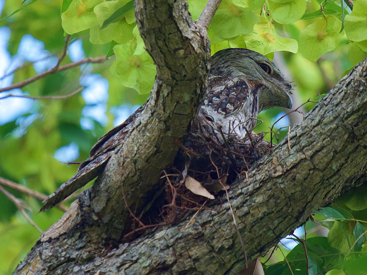 Tawny Frogmouth - ML586032521