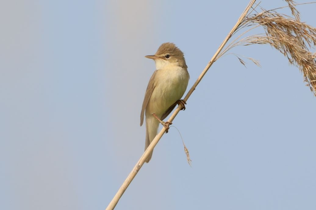 Marsh Warbler - ML586033141