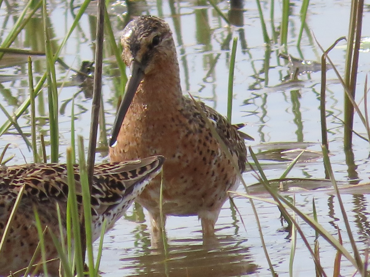 Short-billed Dowitcher - ML586034091