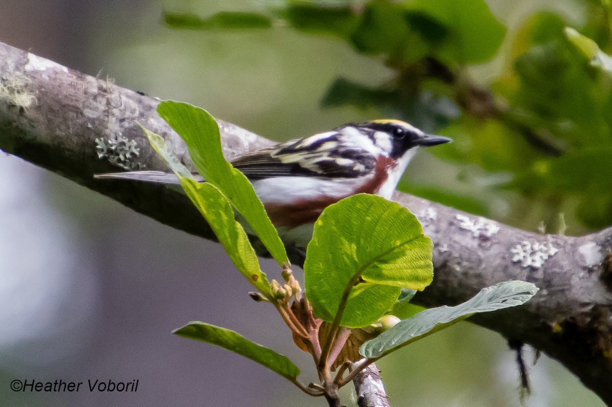 Chestnut-sided Warbler - ML586034861