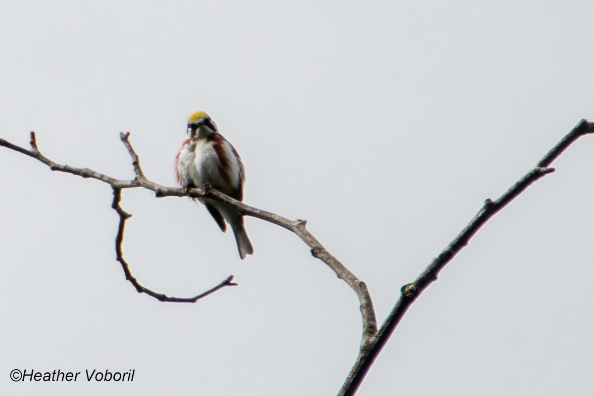 Chestnut-sided Warbler - ML586035111