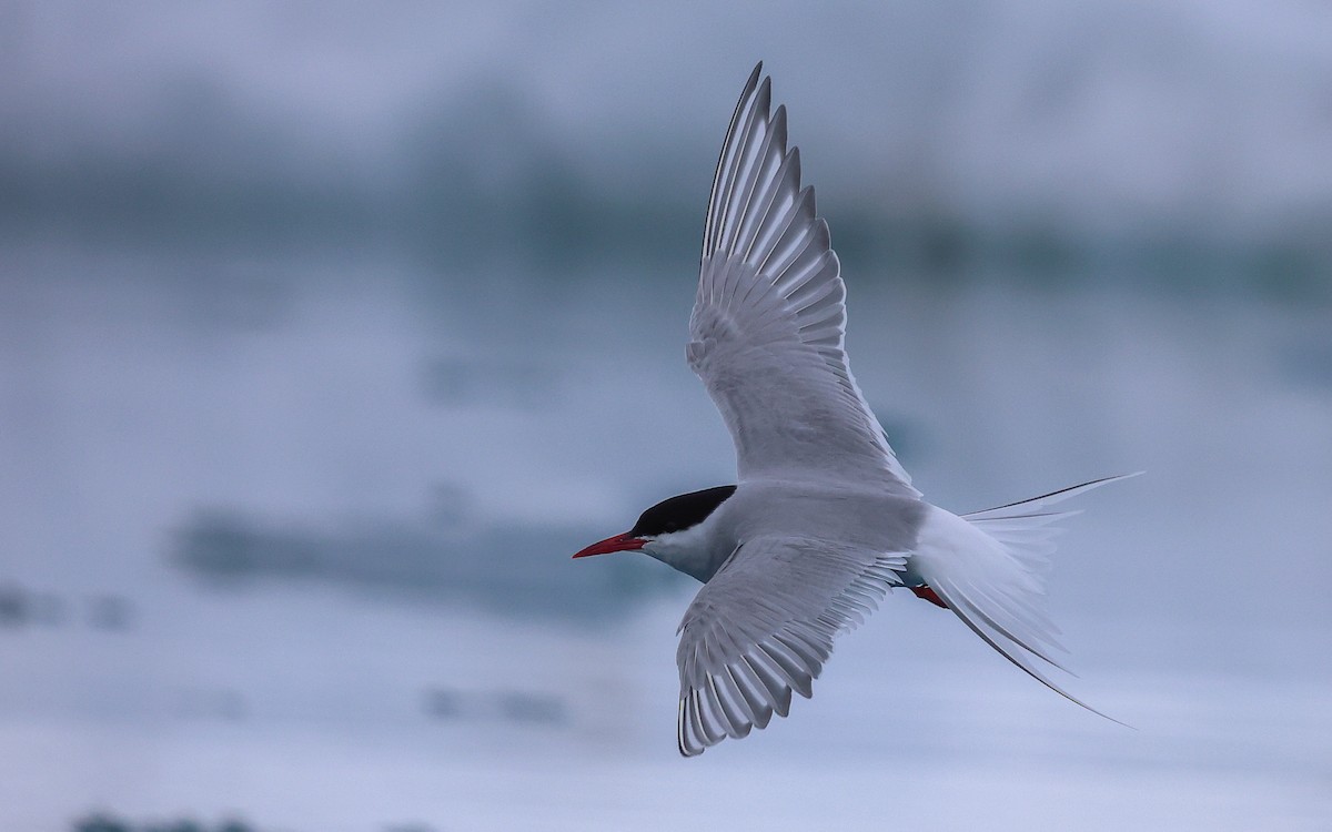 Arctic Tern - Dominic Rollinson - Birding Ecotours