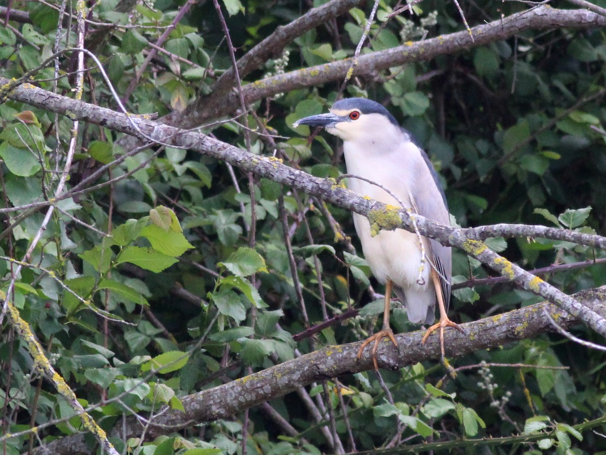 Black-crowned Night Heron - ML58603621