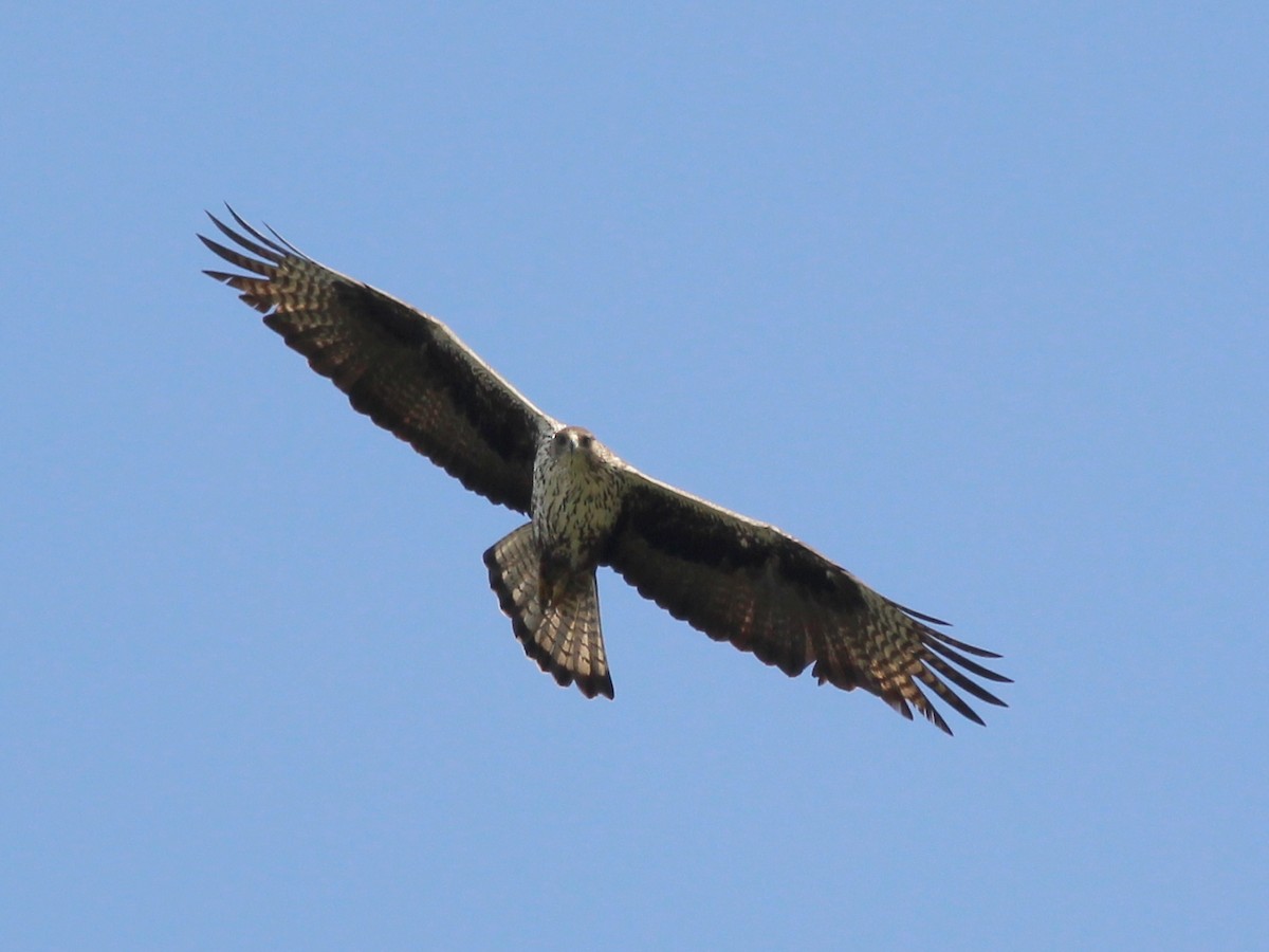 Bonelli's Eagle - ML58603641