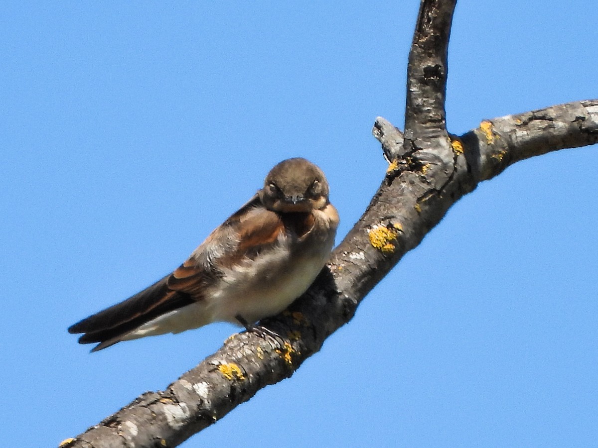 Northern Rough-winged Swallow - Susan Tenney