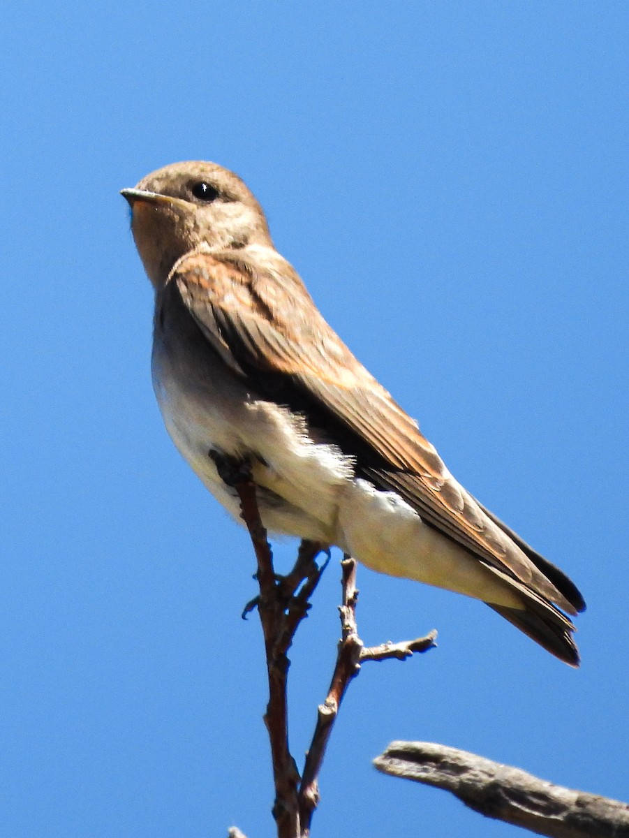 Northern Rough-winged Swallow - ML586036671