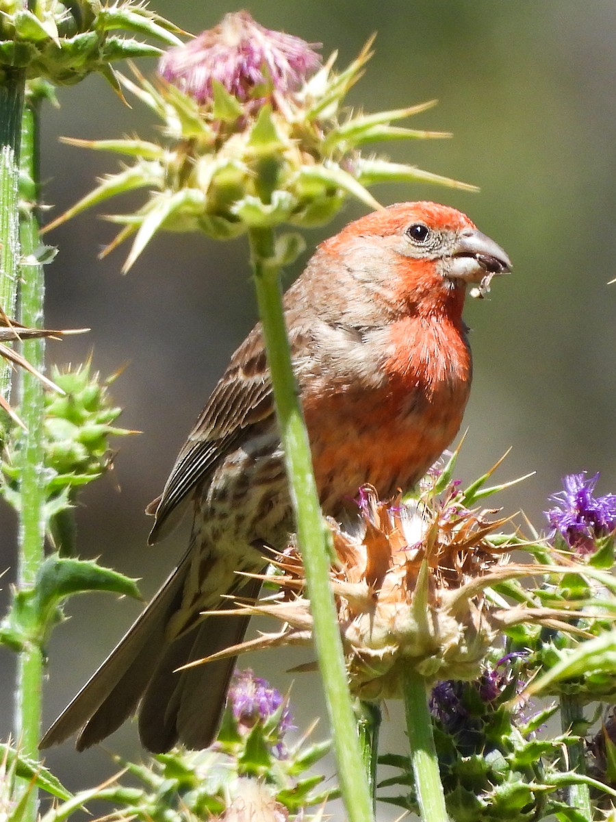 House Finch - ML586036711