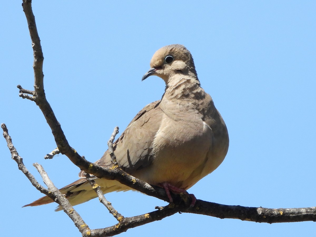 Mourning Dove - ML586036751