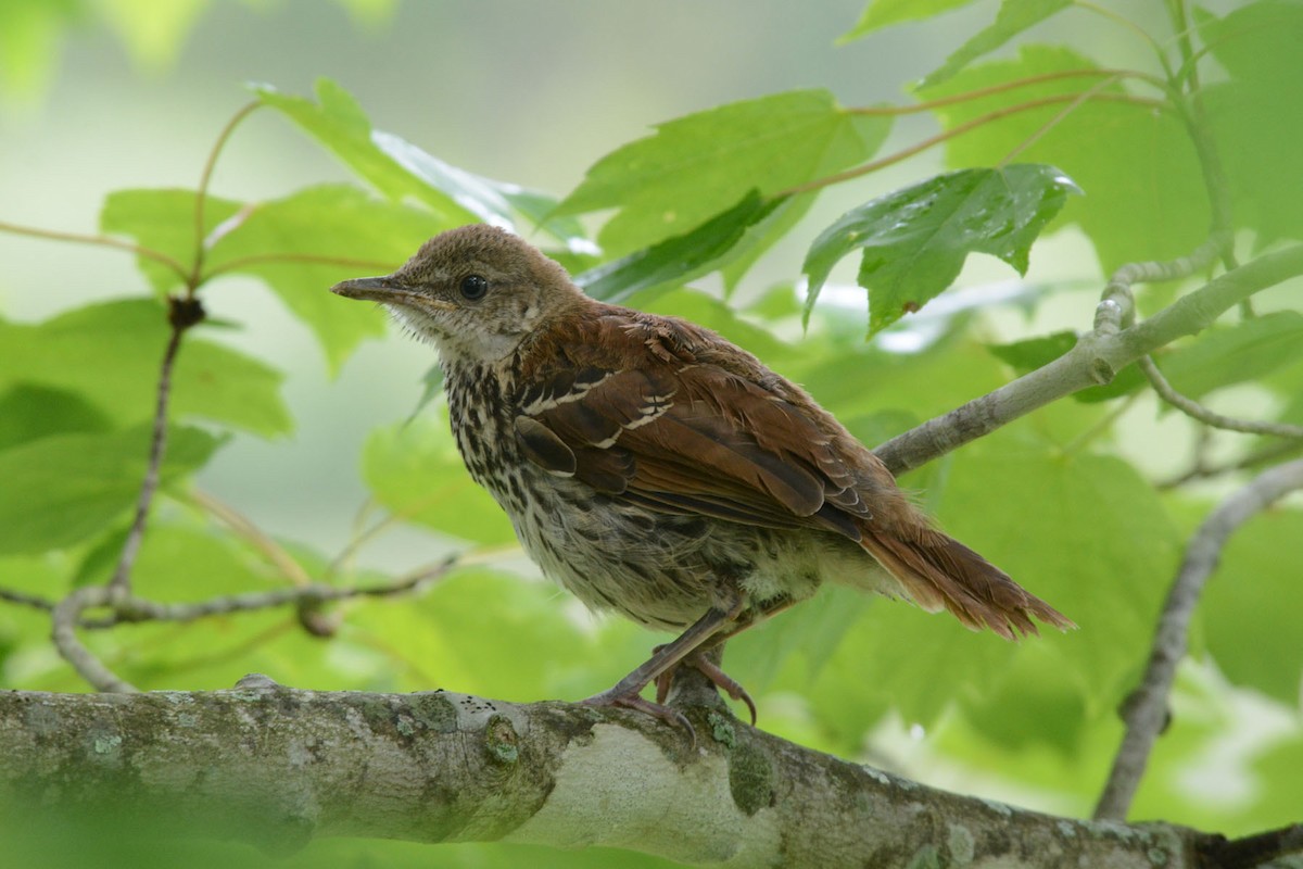 Brown Thrasher - Steve Dowlan