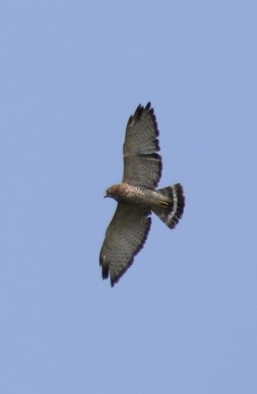 Broad-winged Hawk - ML586037161