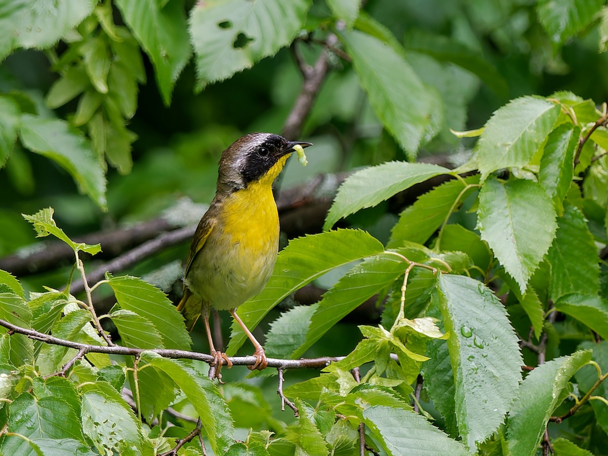 Common Yellowthroat - Daniel Schlaepfer