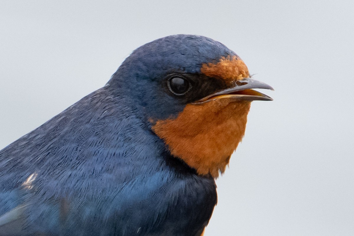 Golondrina Común - ML586038411