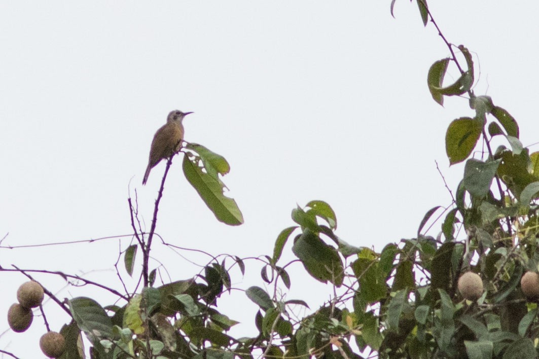 Long-billed Cuckoo - ML586038461