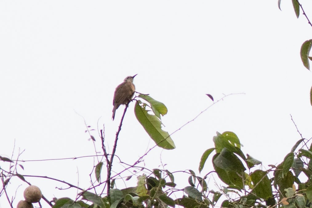 Long-billed Cuckoo - ML586038471