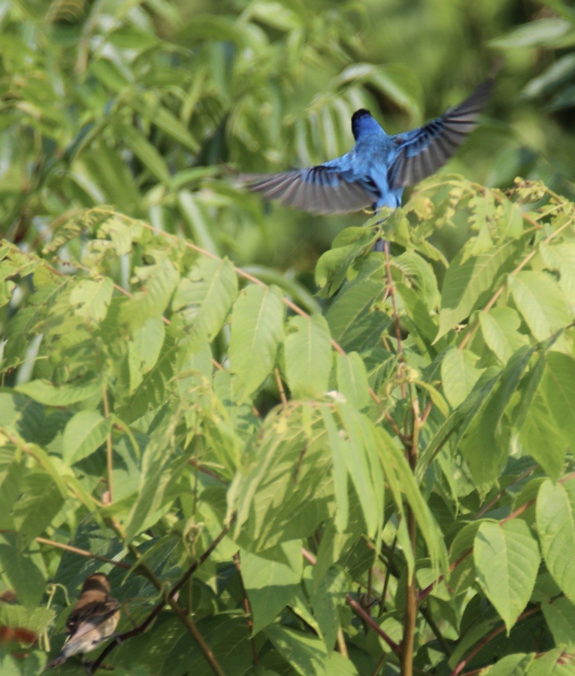Indigo Bunting - ML586038671