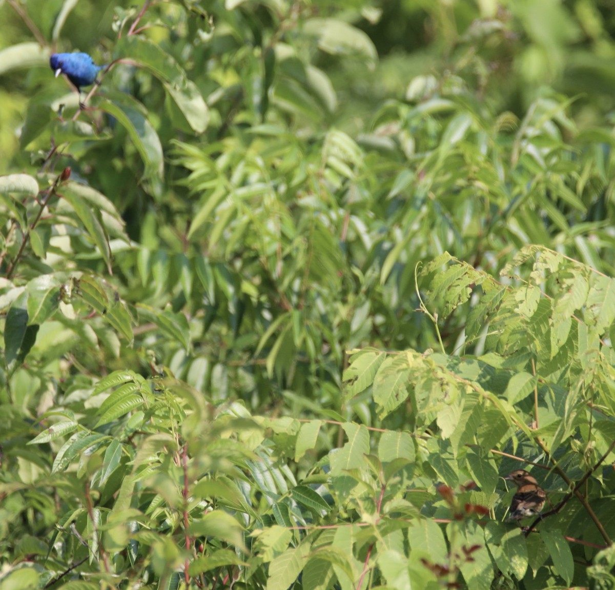 Indigo Bunting - ML586038681
