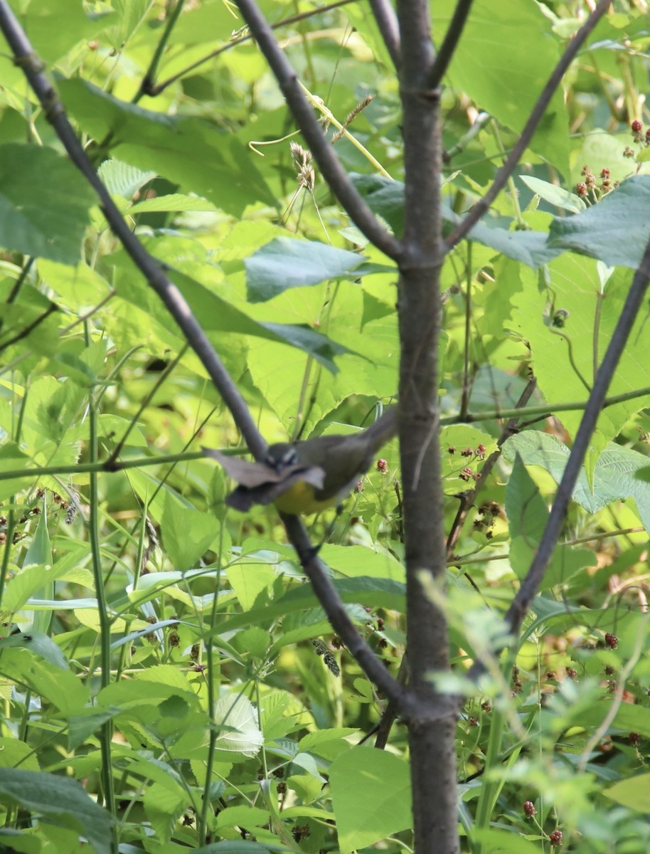 Yellow-breasted Chat - ML586038811