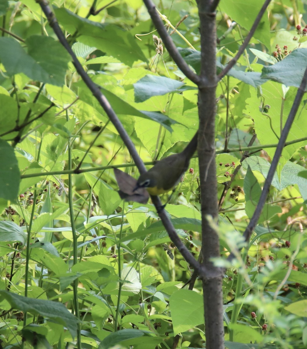 Yellow-breasted Chat - ML586038821