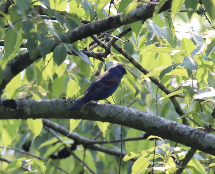 Blue Grosbeak - ML586038961