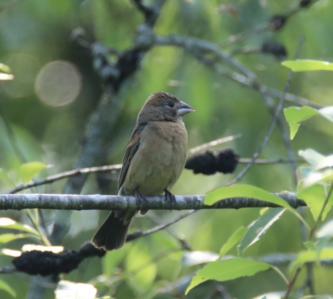 Blue Grosbeak - ML586038971